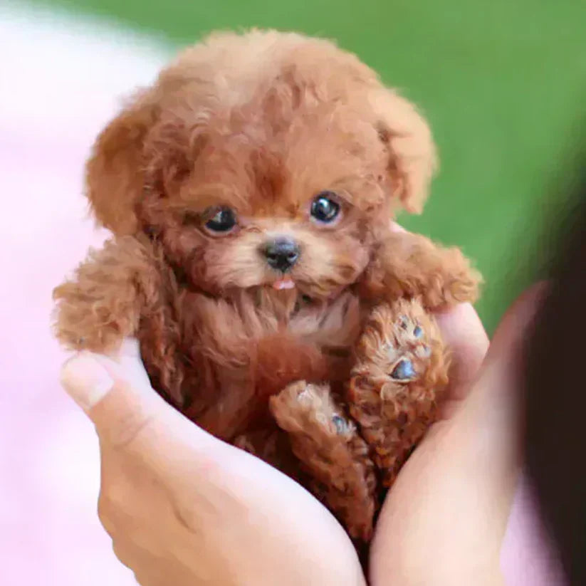 NICOO – My Playful Robot Pup🌈 🐶🐶